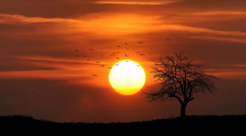 flock of birds flying over bare tree overlooking sunset